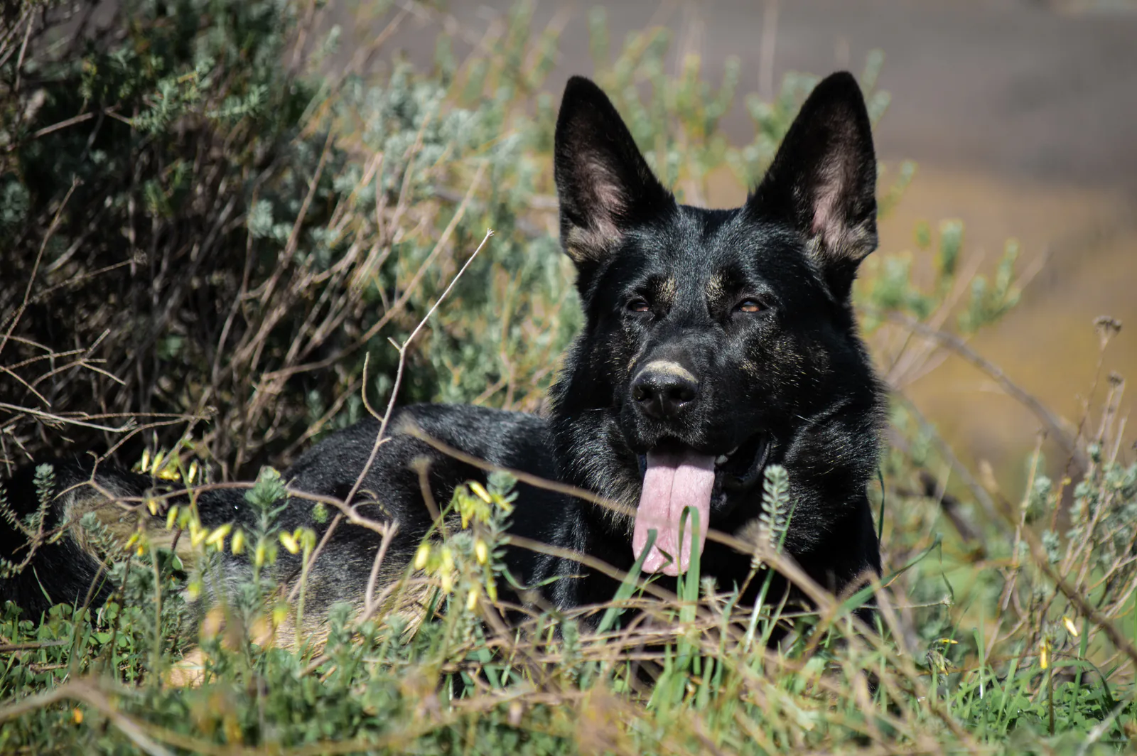 Kalika (Kali) at Aliana K9