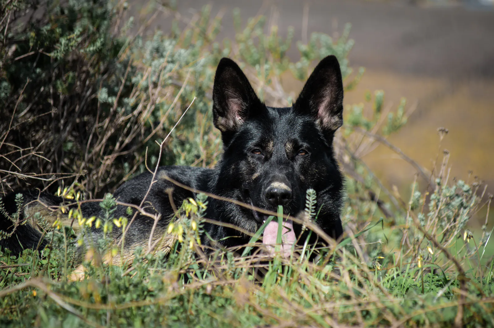 Kalika (Kali) at Aliana K9