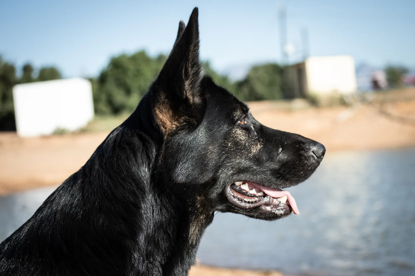Kalika (Kali) at Aliana K9