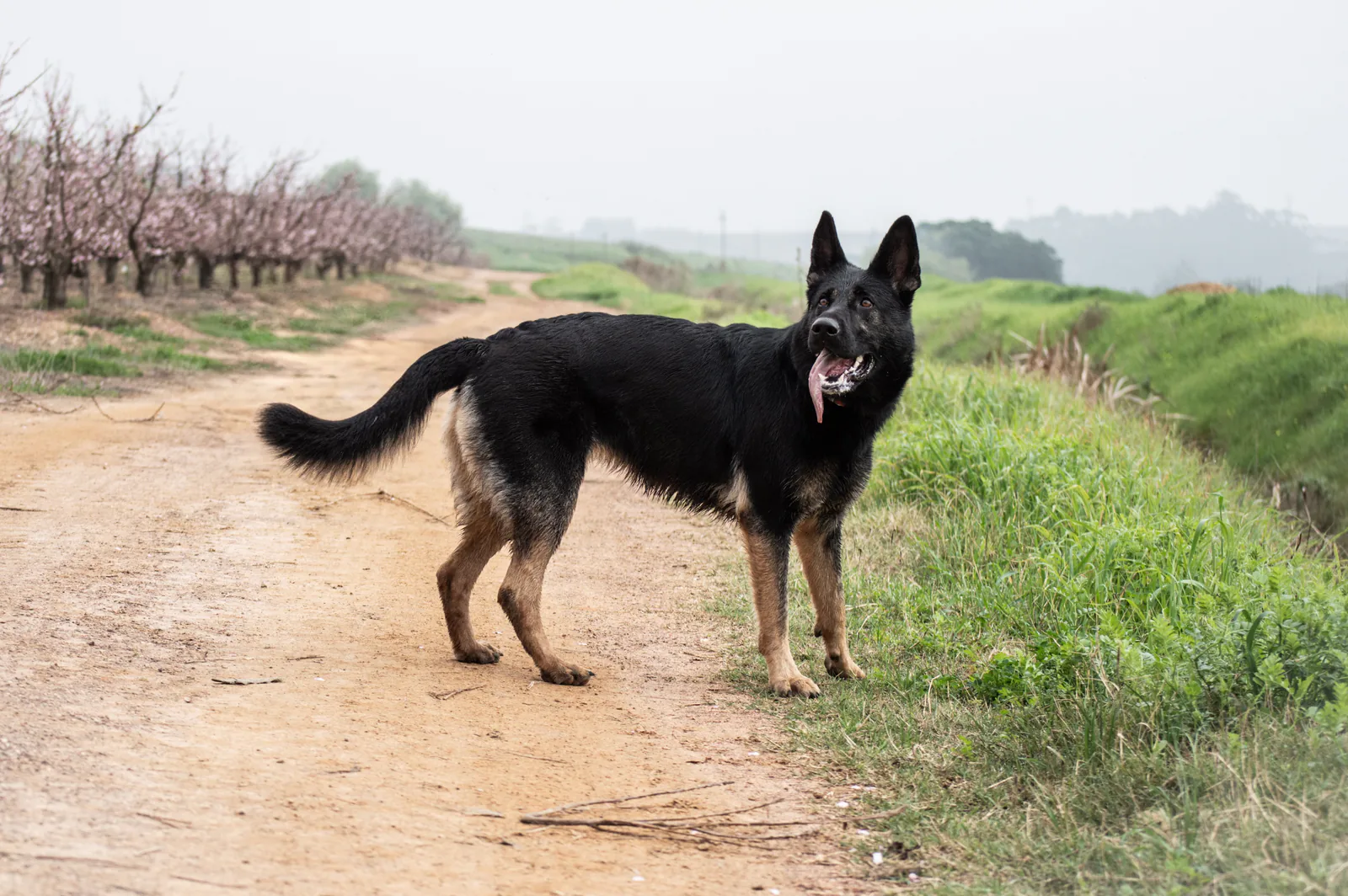 Kalika (Kali) at Aliana K9