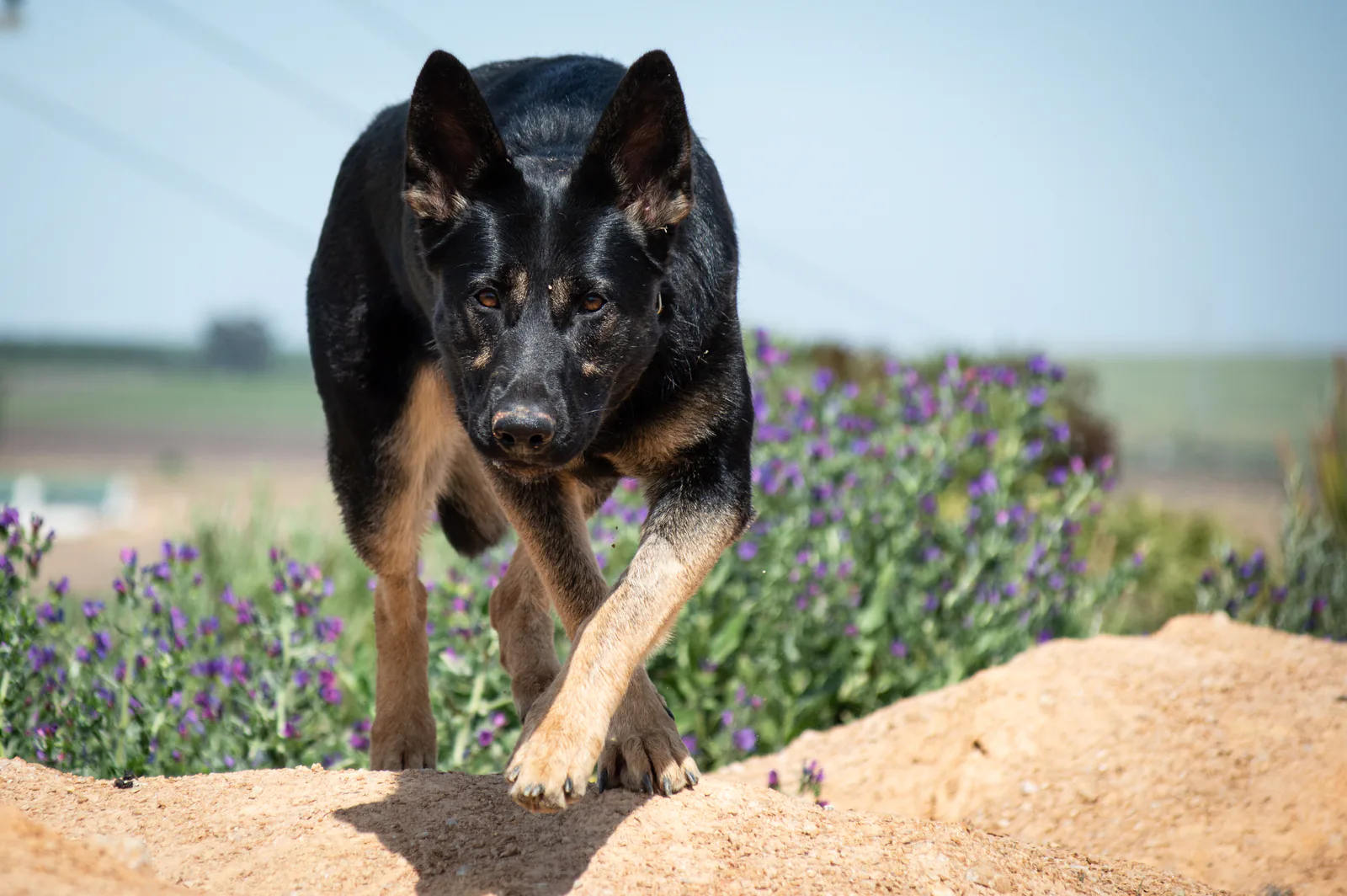 Kalika (Kali) at Aliana K9