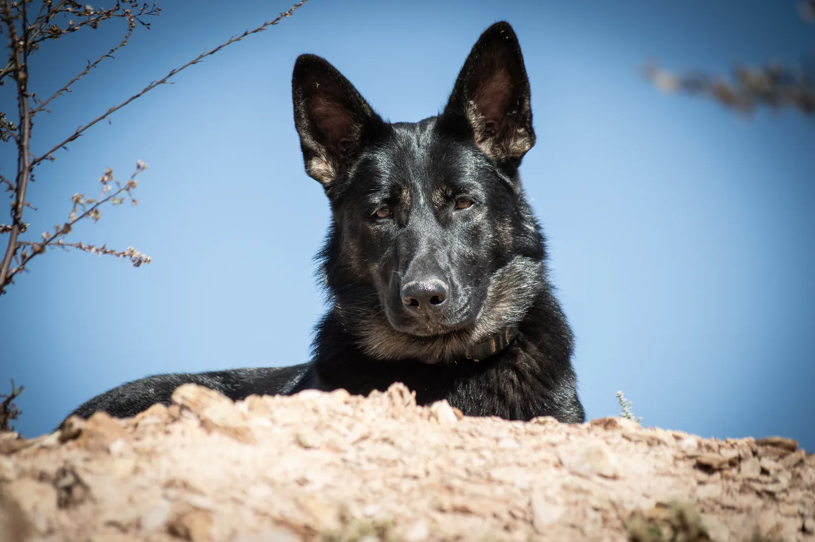Kalika (Kali) at Aliana K9