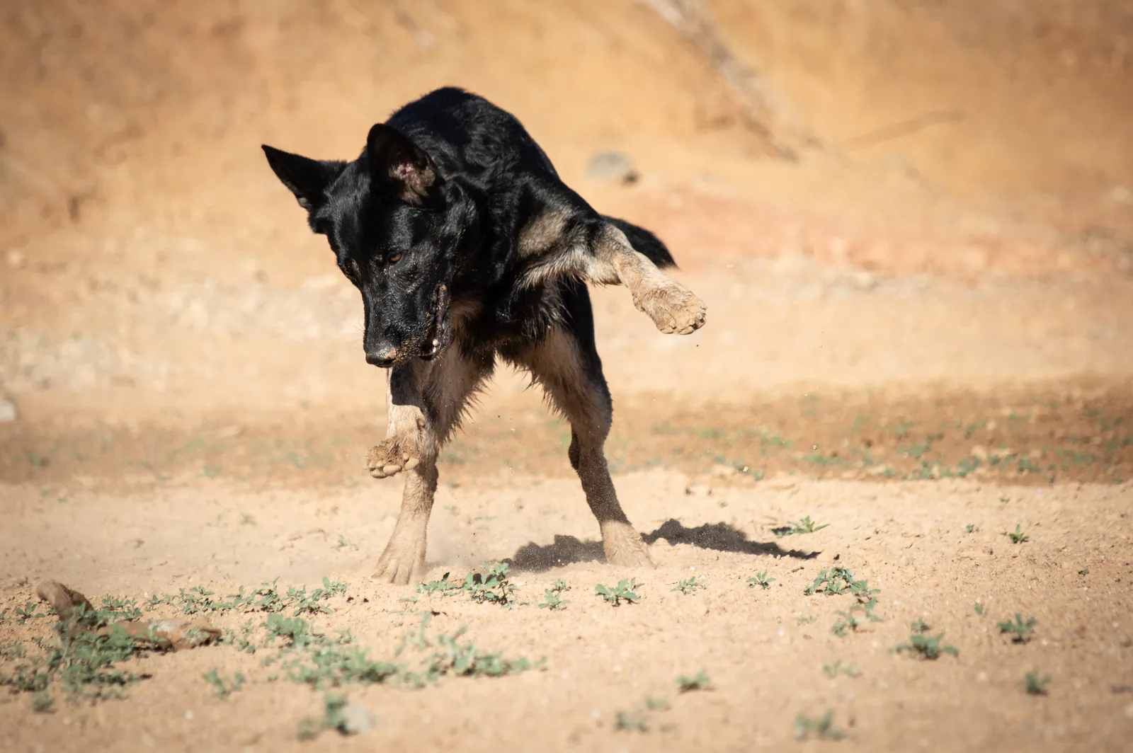 Kalika (Kali) at Aliana K9