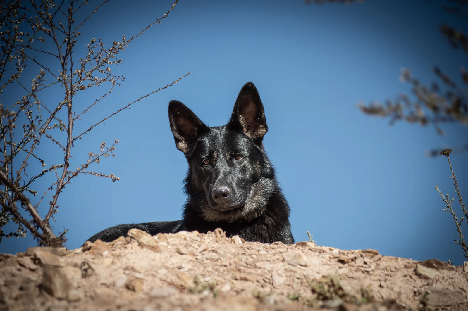 Kalika (Kali) at Aliana K9