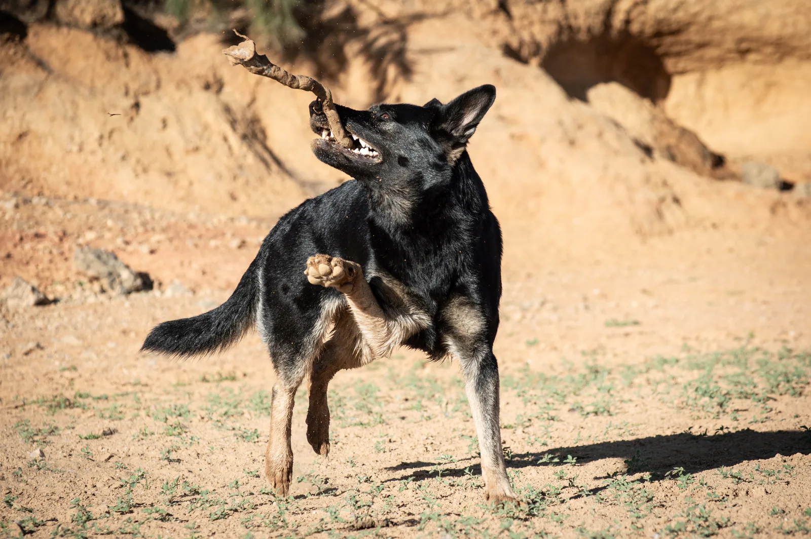 Kalika (Kali) at Aliana K9