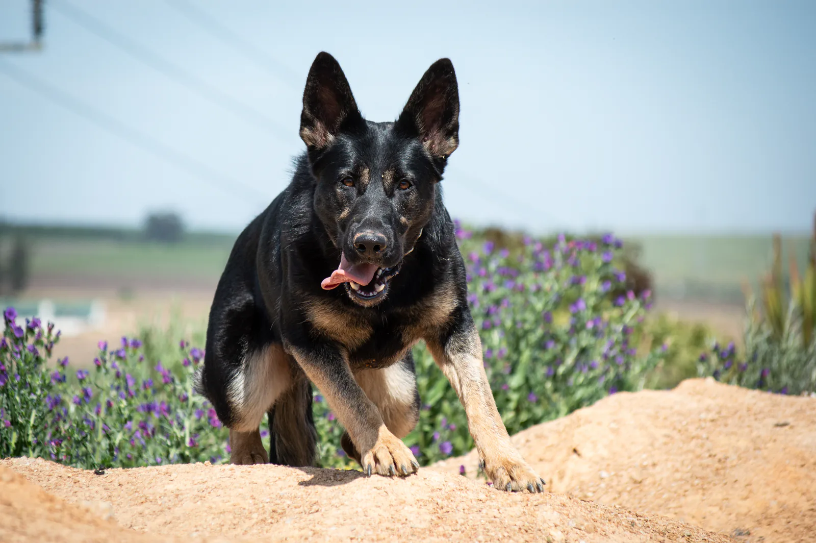 Kalika, known as Kali
