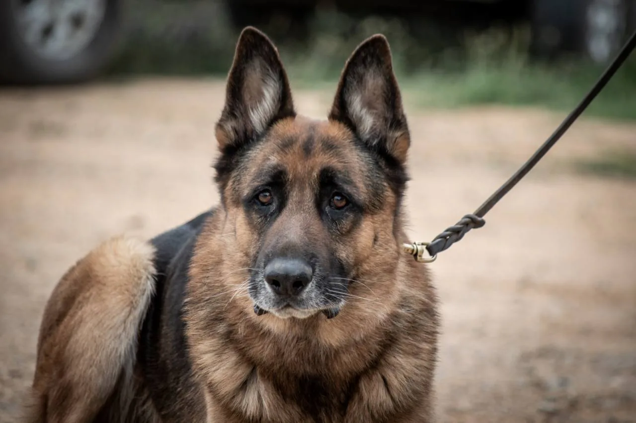 Rune at Aliana K9