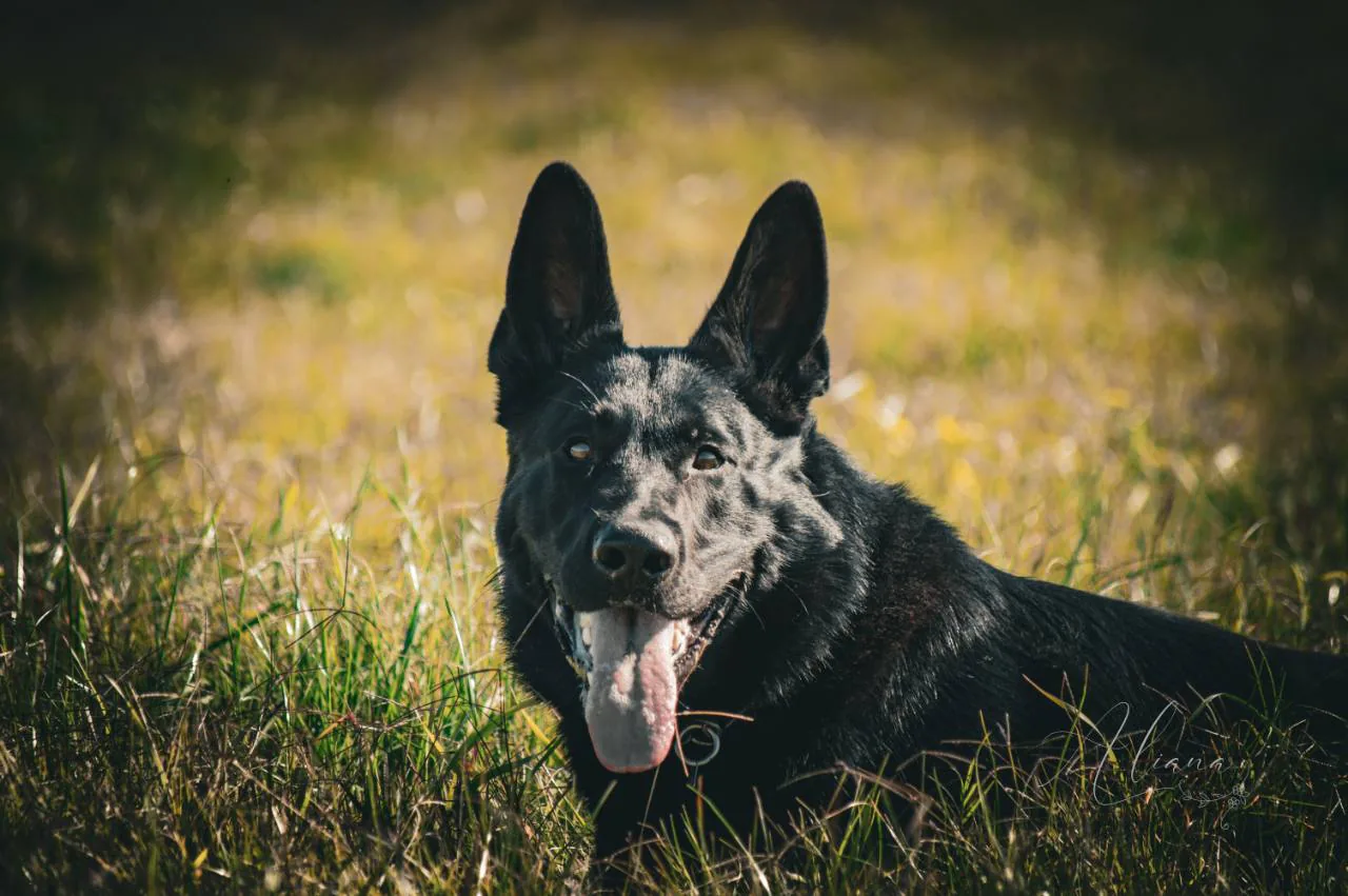 Bane at Aliana K9