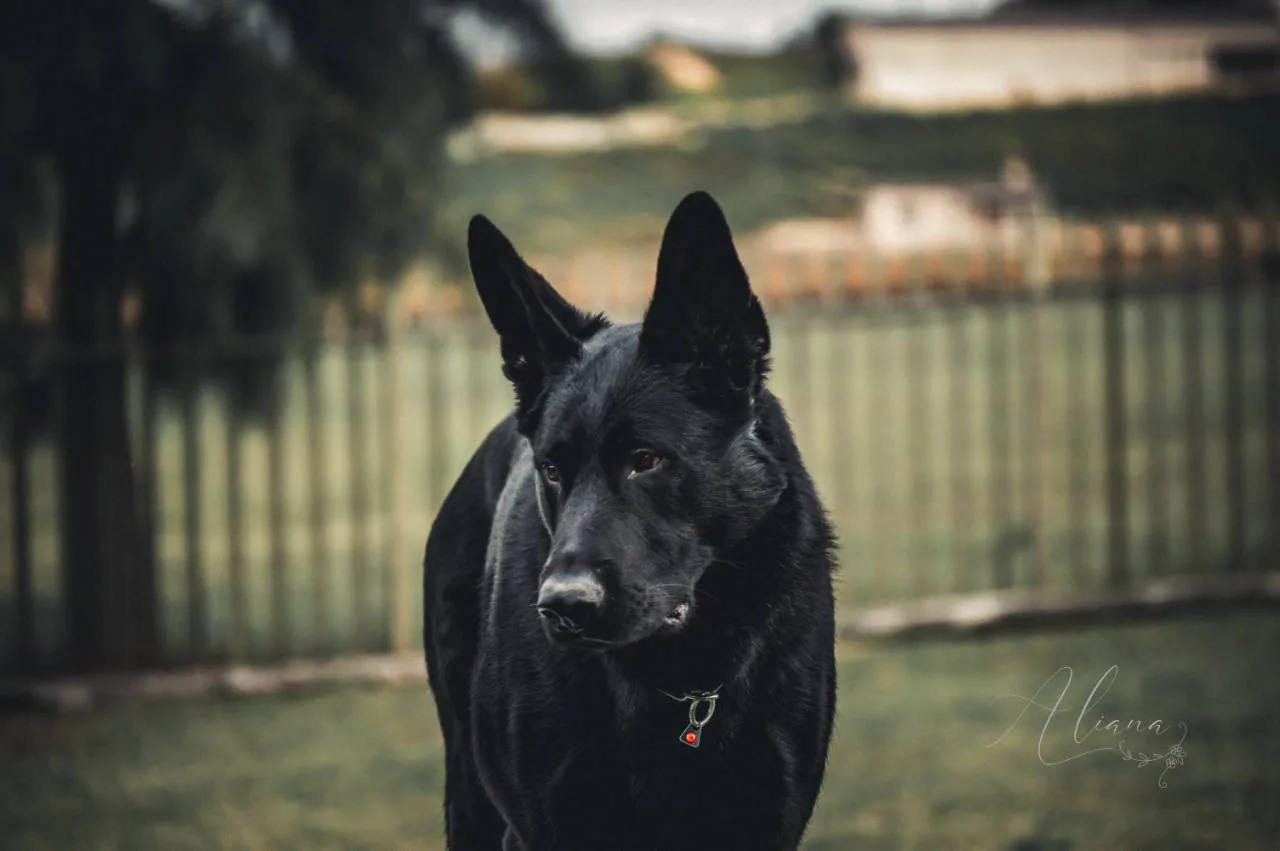 Bane