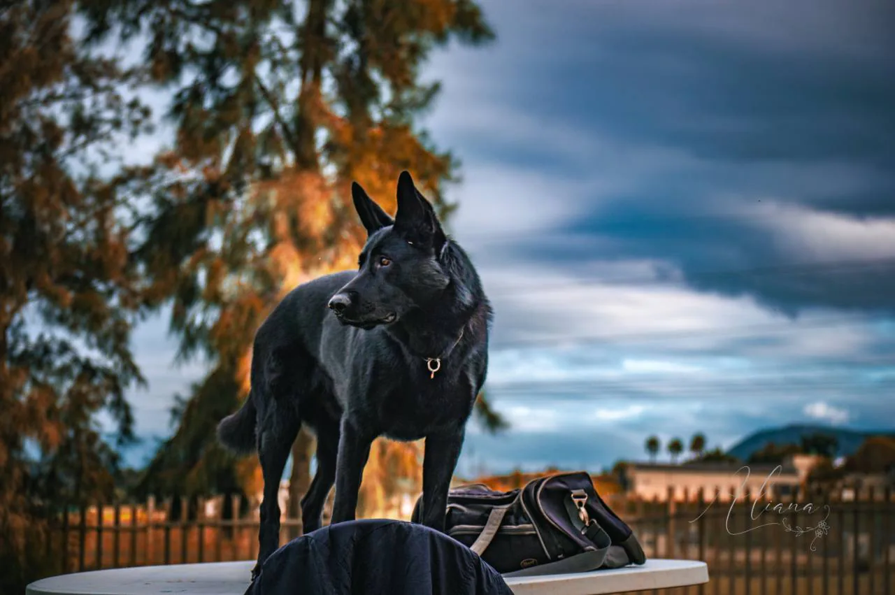 Bane, the black German Shepherd, standing alert