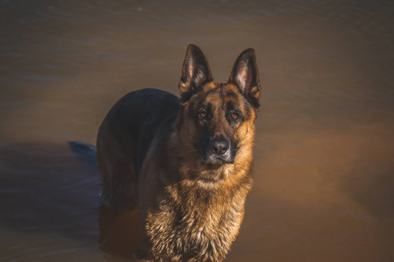Bane at Aliana K9