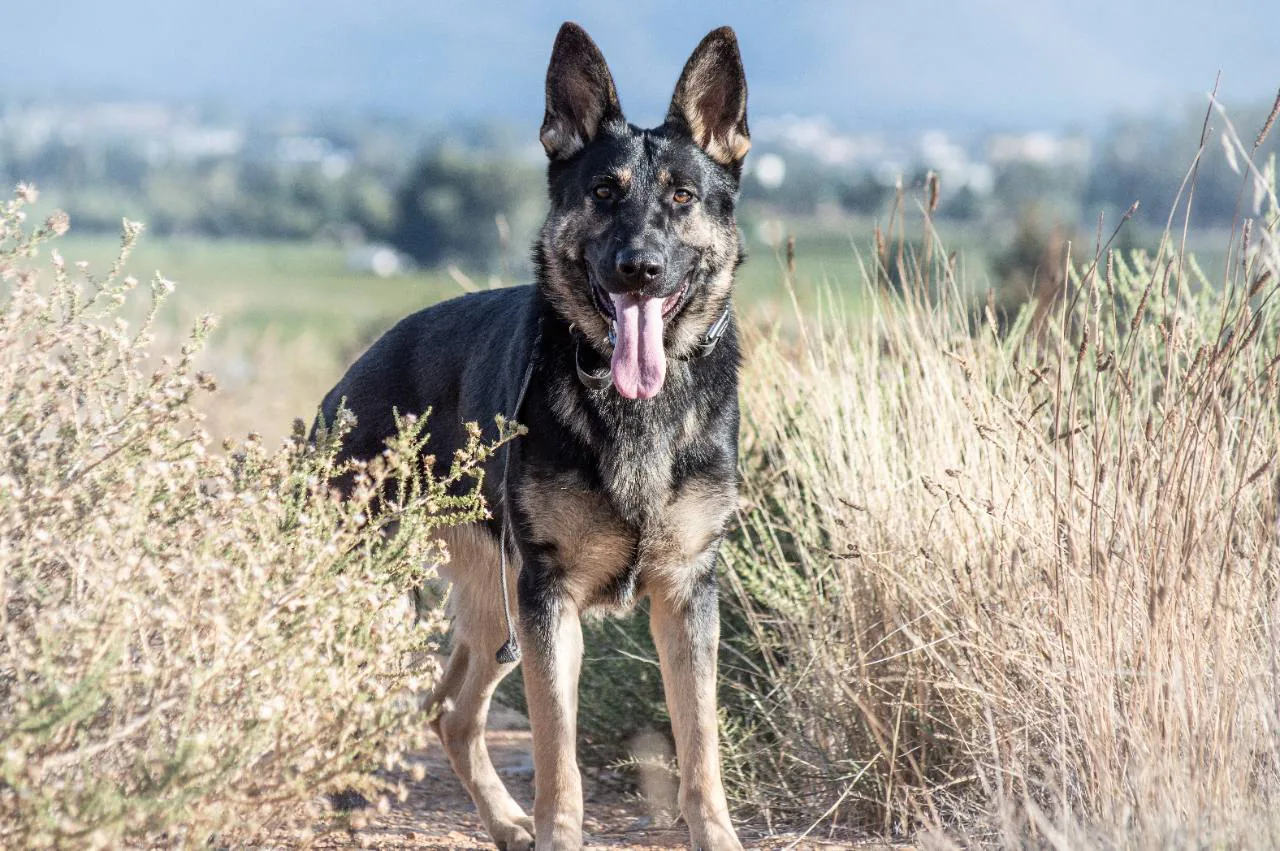 Koa standing alert in the training field