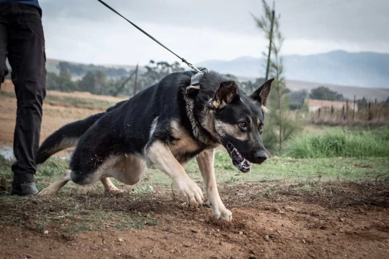 A German Shepherd outdoors at Aliana K9