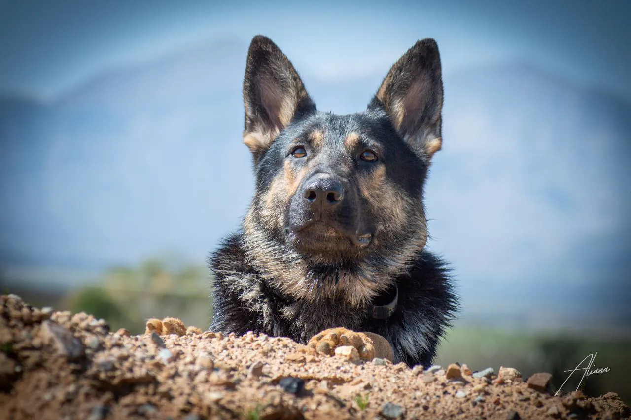 Koa at Aliana K9