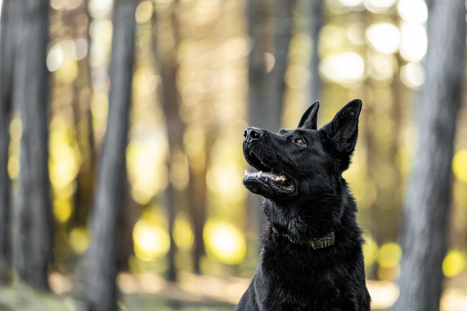 Bane, the black German Shepherd, alert in the forest